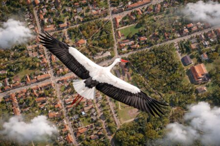 Koratavaszias idő várható a hetekben, elszórtan gólyákkal