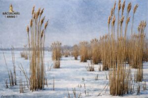 Száz éve festette meg Bácsalmás vidékét Czölder Dezső